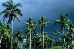 Coconut-palm;-Comoros-Archipelago;-France;-Indian-Ocean;-Kaleidos;-Kaleidos-images;-La-parole-à-limage;-Landscape;-Laurent-Abad;-Low-angle;-Mayotte;-Palm-tree;-Sky;-Stories-Pictures;-Storm